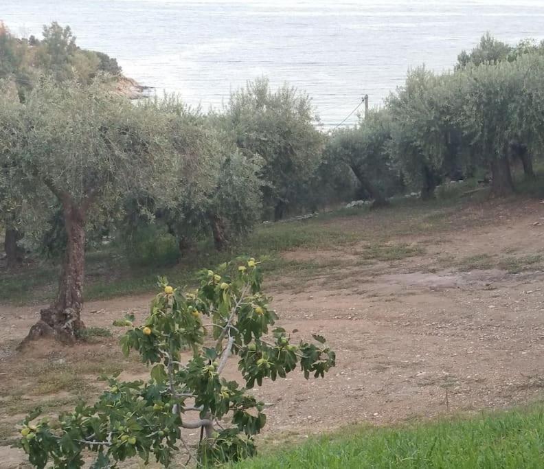 Olive By The Sea *